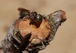Ceratina cyanea